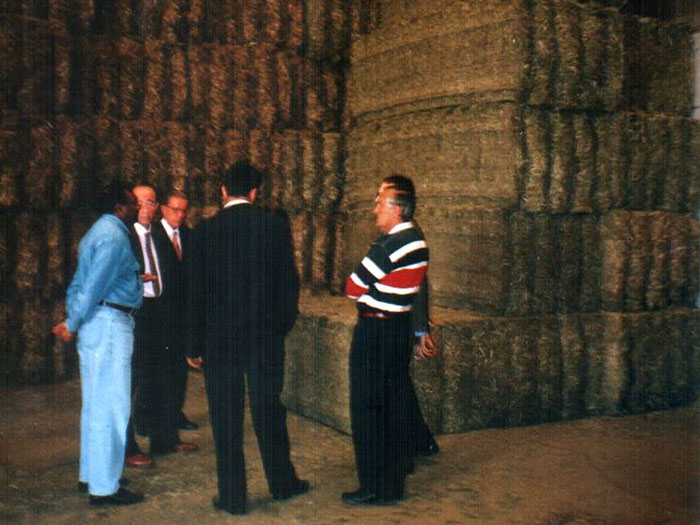 Alfalfa Deshidratada