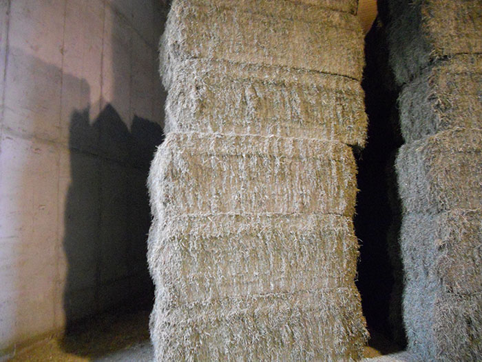 Alfalfa Deshidratada