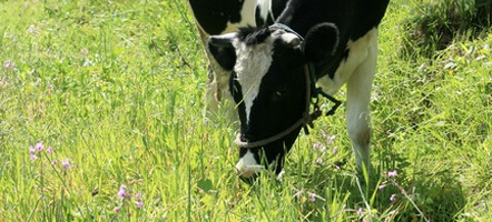 Alfalfa deshidratada con excelentes resultados Alfalfa deshidratada en pacas