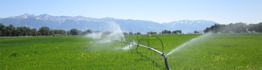 Alfalfa de primera calidad